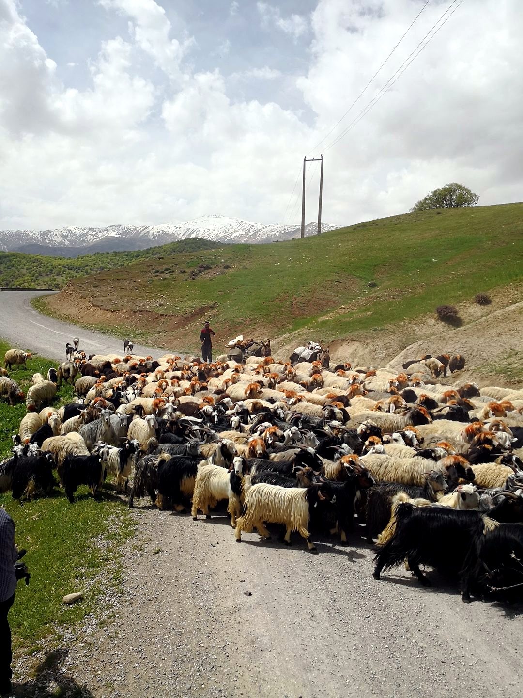 بختیاری‌ها