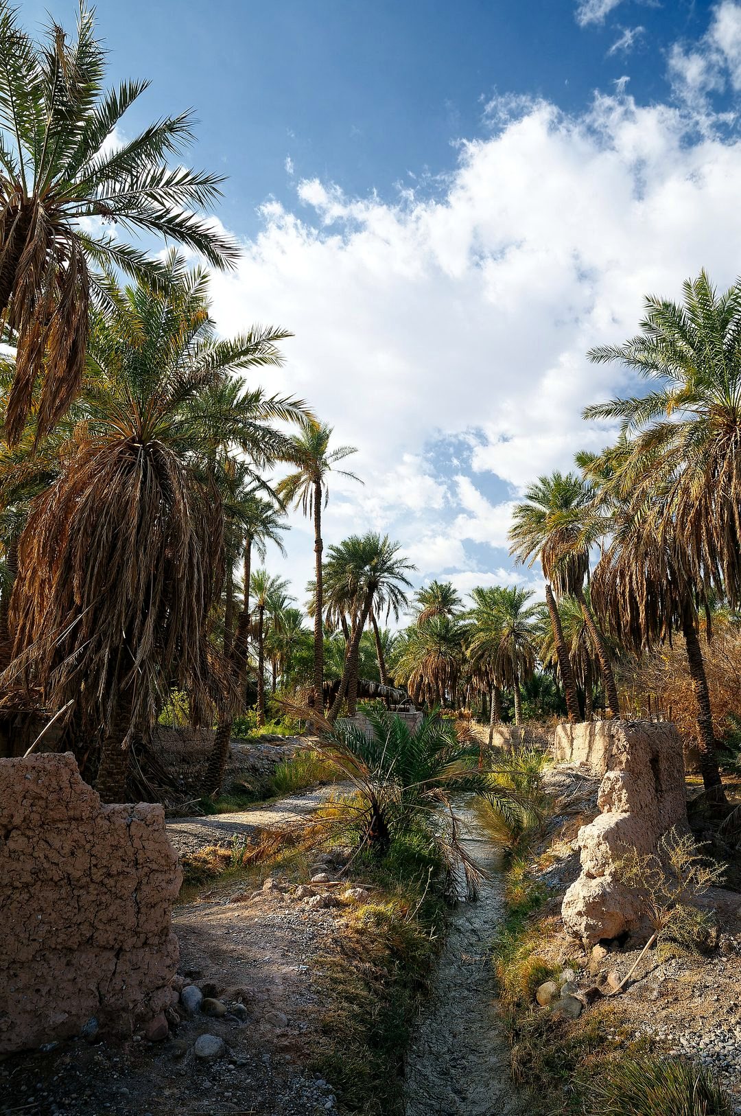 2020-01-03 Iran, Kerman, Shahdad, date farm DSC 0040 DxO.jpg